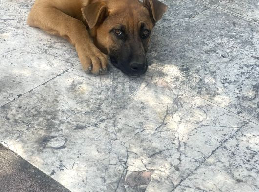 Şemşet - Alman Kurt Ve Pitbull Kırması görsel
