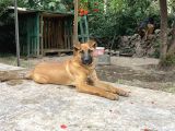 Şemşet - Alman Kurt Ve Pitbull Kırması