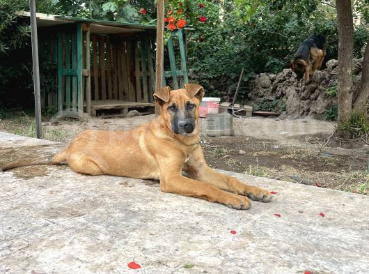 Şemşet - Alman Kurt Ve Pitbull Kırması görsel