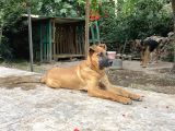 Şemşet - Alman Kurt Ve Pitbull Kırması
