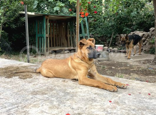 Şemşet - Alman Kurt Ve Pitbull Kırması görsel