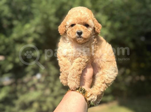 Çi̇ftli̇ği̇mi̇zden A Kali̇te Toy Poodle Bebekler görsel