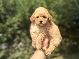 Çi̇ftli̇ği̇mi̇zden A Kali̇te Toy Poodle Bebekler