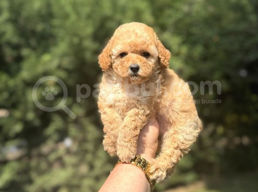 Çi̇ftli̇ği̇mi̇zden A Kali̇te Toy Poodle Bebekler görsel