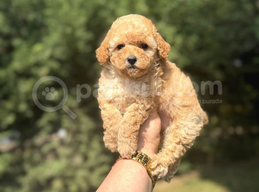 Çi̇ftli̇ği̇mi̇zden A Kali̇te Toy Poodle Bebekler