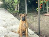 Şemşet - Alman Kurt ve Pitbull kırması