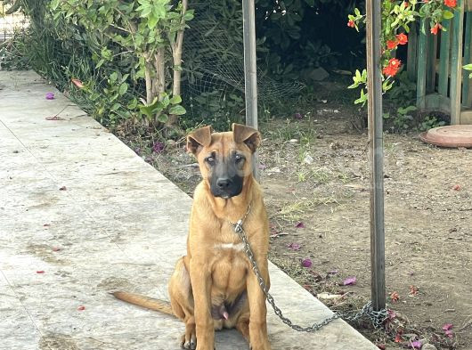 Şemşet - Alman Kurt Ve Pitbull Kırması