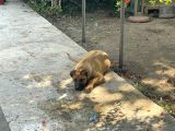 Şemşet - Alman Kurt Ve Pitbull Kırması