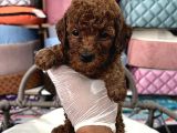 Toy Poodle Ve Korean Poodle Yavrularımız Teslime Hazır