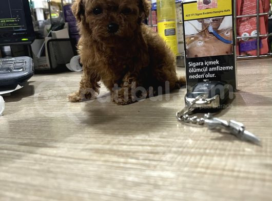 Toy Poodle Ve Korean Poodle Yavrularımız Teslime Hazır görsel