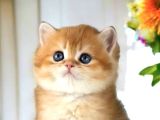British Shorthair Golden cy12 by12 ny12 ay11 ny11