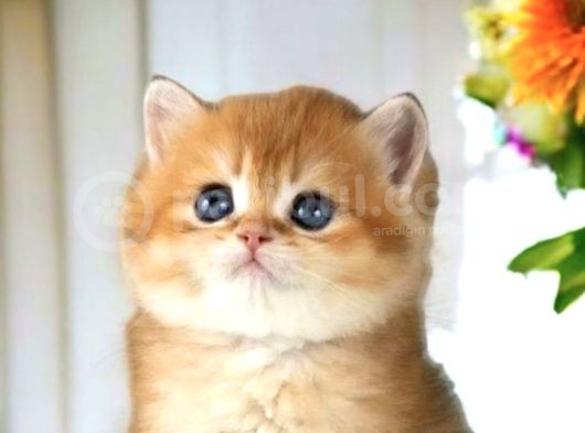 British Shorthair Golden Cy12 By12 Ny12 Ay11 Ny11
