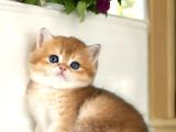 British Shorthair Golden Cy12 By12 Ny12 Ay11 Ny11