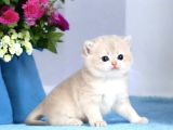 British Shorthair Golden Cy12 By12 Ny12 Ay11 Ny11