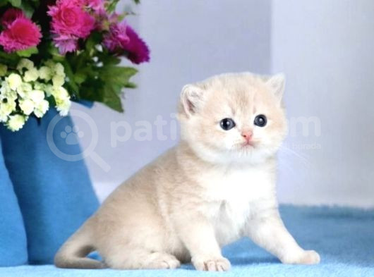 British Shorthair Golden Cy12 By12 Ny12 Ay11 Ny11 görsel