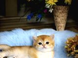 British Shorthair Golden Cy12 By12 Ny12 Ay11 Ny11
