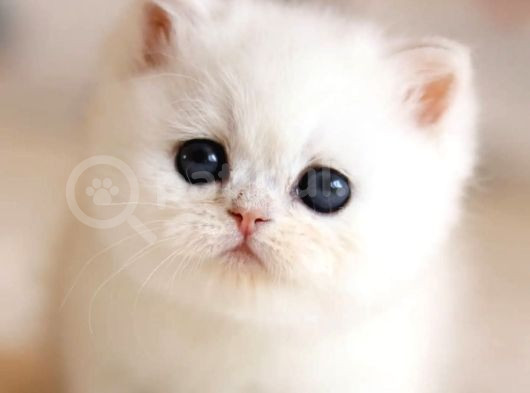 Süt Beyaz Silver Ns1133 British Shorthair