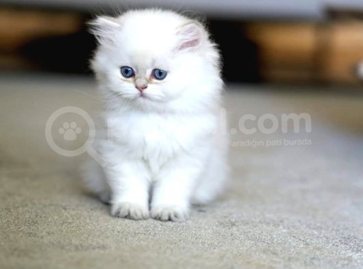 Zarif Mavi Göz Ns1133 British Longhair görsel