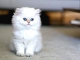 zarif Mavi Göz NS1133 British Longhair