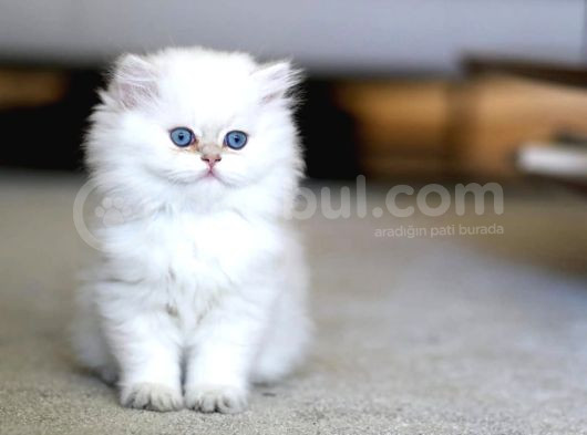 Zarif Mavi Göz Ns1133 British Longhair