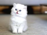 Zarif Mavi Göz Ns1133 British Longhair