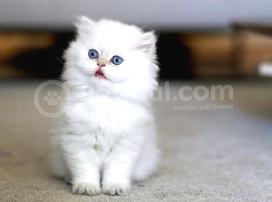 Zarif Mavi Göz Ns1133 British Longhair görsel