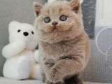 En Özel Lilac British Shorthair