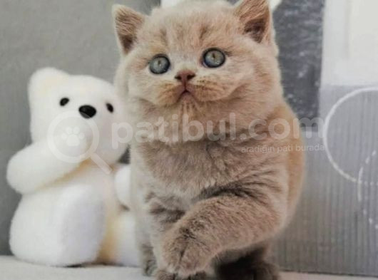 En Özel Lilac British Shorthair görsel