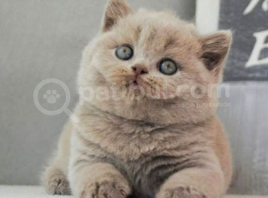 En Özel Lilac British Shorthair