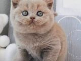 En Özel Lilac British Shorthair