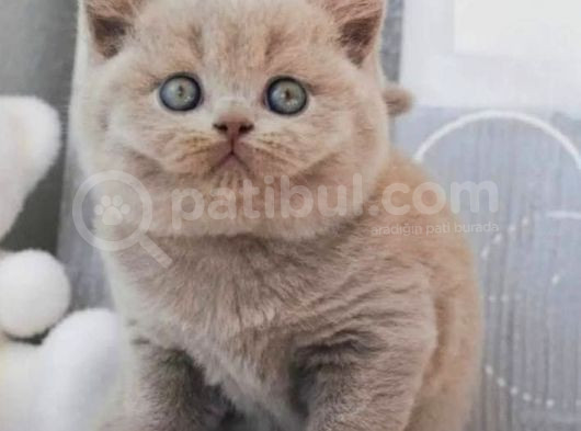 En Özel Lilac British Shorthair görsel