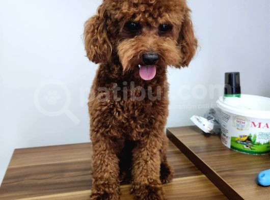 Çi̇ko - Toy Poodle
