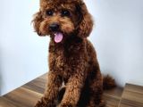 Çi̇ko - Toy Poodle