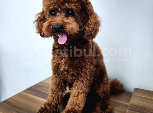 Çi̇ko - Toy Poodle görsel