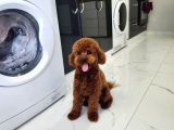 Çi̇ko - Toy Poodle