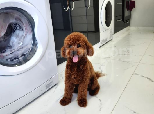 Çi̇ko - Toy Poodle görsel