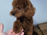 Çi̇ko - Toy Poodle