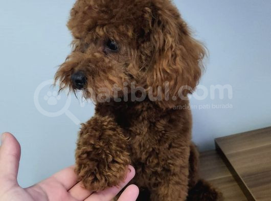Çi̇ko - Toy Poodle görsel