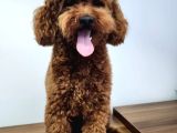 Çi̇ko - Toy Poodle