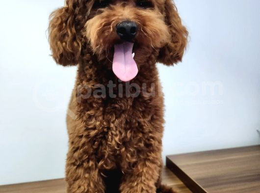 Çi̇ko - Toy Poodle görsel