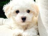 Uygun Maltese Puppi̇es