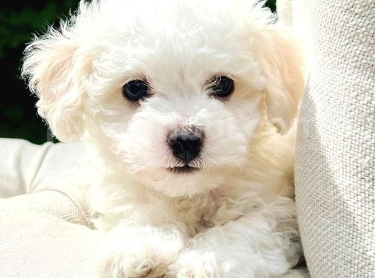 Uygun Maltese Puppi̇es görsel
