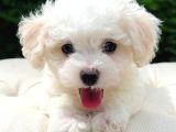 Uygun Maltese Puppi̇es