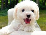UYGUN MALTESE PUPPİES