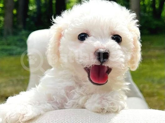 Uygun Maltese Puppi̇es