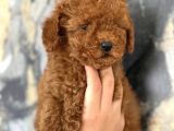 Evinize neşe katıcak poodle bebekler