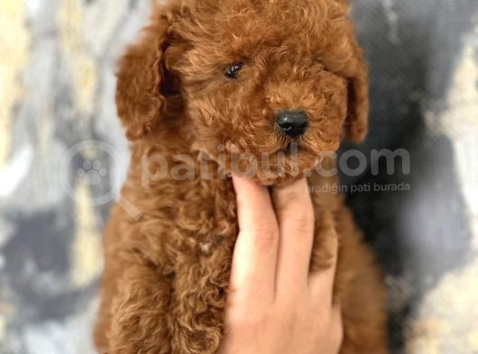 Evinize Neşe Katıcak Poodle Bebekler