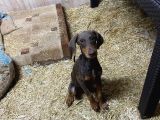 Kaliteli Kızıl Doberman İstanbul Elden Teslim Olur 132 Günlk