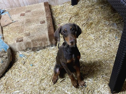 Kaliteli Kızıl Doberman İstanbul Elden Teslim Olur 132 Günlk görsel