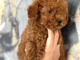Evinize Neşe Katıcak Poodle Bebekler